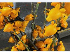 -循礼门鲜花花市(武汉循礼门店)