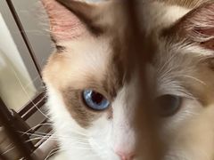 -熊小胖宠物生活馆(天华园店)