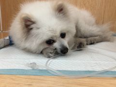 -美联众合动物医院·24h京西诊疗中心