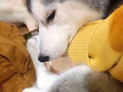 -Husky Go! 哈士奇体验馆·宠物咖啡厅狗咖