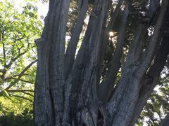 -墨尔本皇家植物园