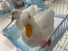 -怪兽屋·羊驼·猫咖·狗咖(俊华广场店)