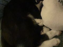 -芭比堂动物医院·犬猫全科·异宠专科(雁塔分院)