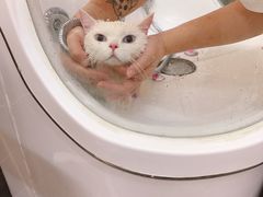 -babydoll猫舍·米努特·德文·缅因(久光中心店)