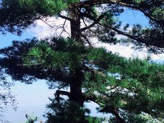 -秦岭天竺山景区