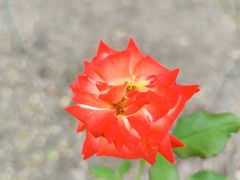 -春花秋色城市公园