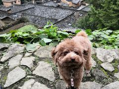 -杨家堂村