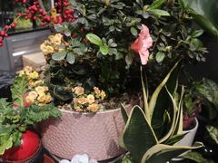 -FEI FEI FLOWER鲜花店·气球派对·宝宝宴布置(虹口德必运动Loft店)
