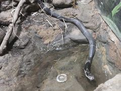 -上海大自然野生昆虫馆(东方明珠·爬宠昆虫探索中心)