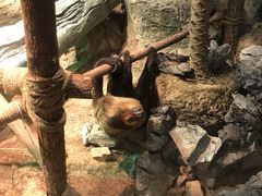 -萌宠奇缘