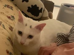 -瑞派康怡24h宠物医院·犬猫医疗中心·微创绝育(瑞景分院)