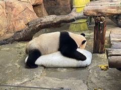 -广州长隆野生动物世界