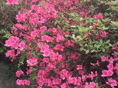 -木兰云雾山