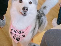 -Husky Go! 哈士奇体验馆·宠物咖啡厅狗咖