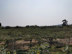 -新塘水果乐园(东洲大道店)