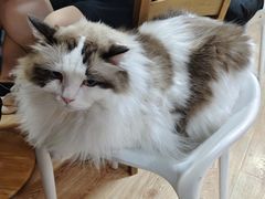 -白兔子密室(长寿路店)