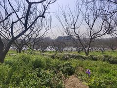 -上海海湾国家森林公园