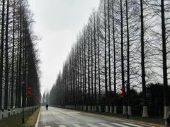 -黄海国家森林公园