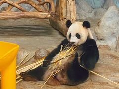 -海南热带野生动植物园