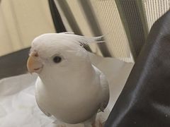 -安安宠医宠物医院·异宠·犬猫内科(岳阳分院)
