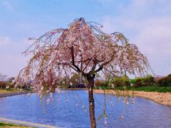 -上海辰山植物园