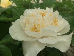 -洛阳市隋唐城遗址植物园