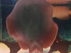 -绍兴梦享海洋公园