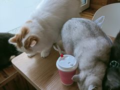 -猫的茶·猫咖