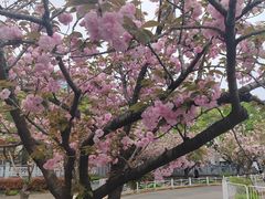 -嘉定紫藤园