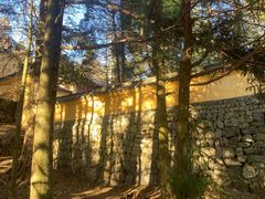 -天目山大树王景区