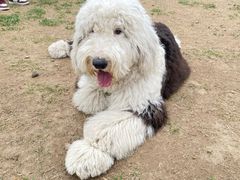 -小意思咖啡店(草桥店)