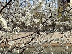 -桃花堤公园