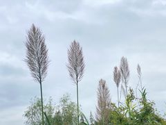 -花开海上生态园