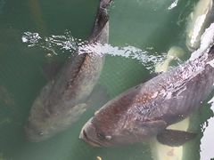 -蓝湾碧波·老字号·疍家非遗海上餐厅