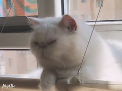 -MOYOYO猫咪咖啡店