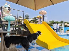 -爪吧宠物乐园 (温榆河示范区店)