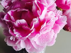 -双季花艺园艺市场(浦东店)