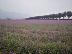 -曲江薰衣草庄园