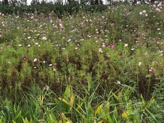 -春花秋色城市公园