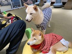 -逗柴咖啡屋·狗咖猫咖宠物桌游