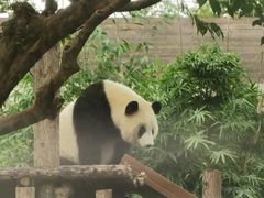 -武汉动物园