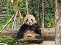 -中国大熊猫保护研究中心雅安碧峰峡基地