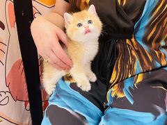 -欣宠猫屋·矮脚拿破仑·蓝金金渐层