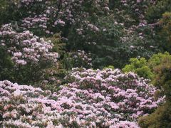 -梧桐山风景名胜区