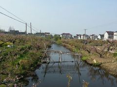 android_upload_pic-南汇桃花村