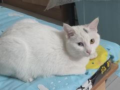 -艾贝尔宠物诊疗