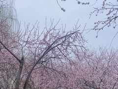-桃花堤公园