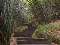 -铁山坪森林公园