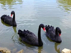 -森波拉奇妙世界