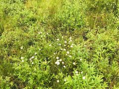 -硗碛藏寨·神木垒景区